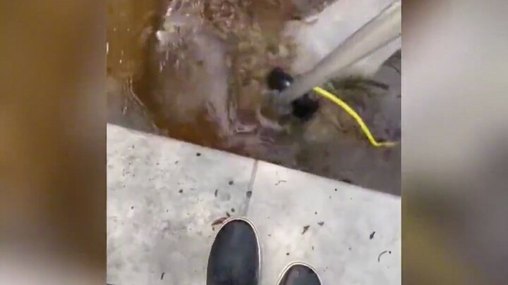 Ternyata beginilah cara membersihkan kolam renang yang kotor, tanpa perlu mengganti air!