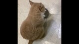 สัตว์|คอลเลกชันแมวตลก