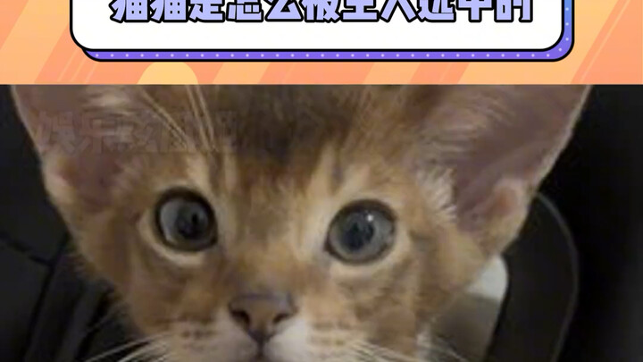 How did you pick me out of a litter of kittens?