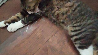 kucing lelaki warna 3