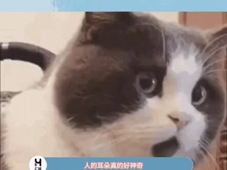 “双玄，死局，无解”