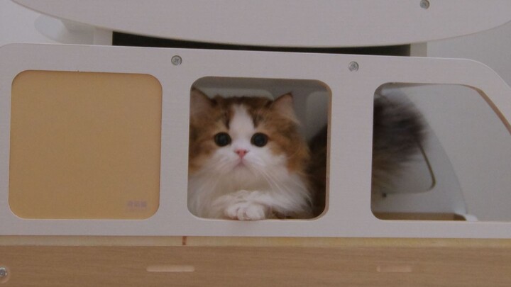 Langsung gagal total di siaran langsung pertama sang bintang pria!