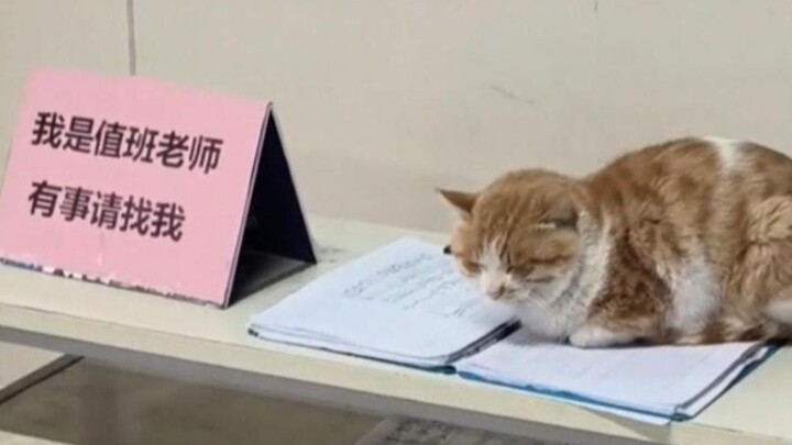 “รุ่นพี่แมวในมหาวิทยาลัยเขาทำอะไรกันอยู่นะ”