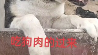 终于知道为什么有人不喜欢狗了