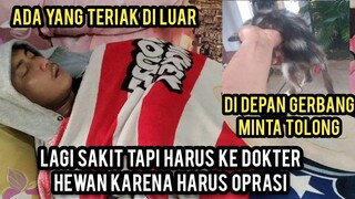 Masya Allah Lagi Sakit Tiba-Tiba Anak Kucing Datang Minta Tolong Di Bawa Ke Dokter Karena Prolaps.!