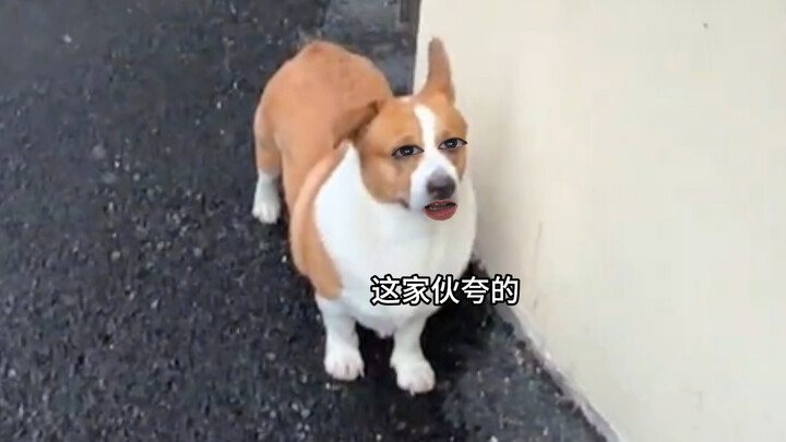 Dog: Kind words win a cat’s favor, harsh words break a dog’s heart!