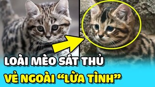 💥Chân dung vẻ ngoài LỪA TÌNH của loài MÈO nguy hiểm bậc nhất thế giới  | TIN GIẢI TRÍ