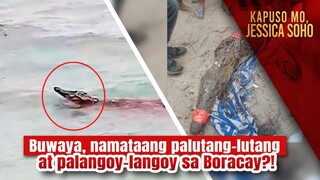 Buwaya, namataang palutang-lutang at palangoy-langoy sa Boracay?! | Kapuso Mo, Jessica Soho