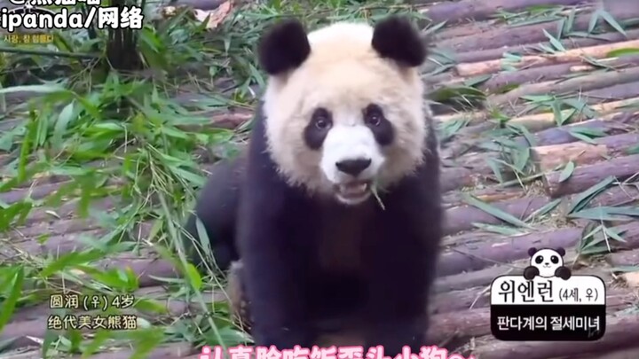 หยวนรุ่นตอนเด็กๆ หน้าตาเหมือนลูกหมาจริงๆ เลยนะ～ สวยสุดๆ!!