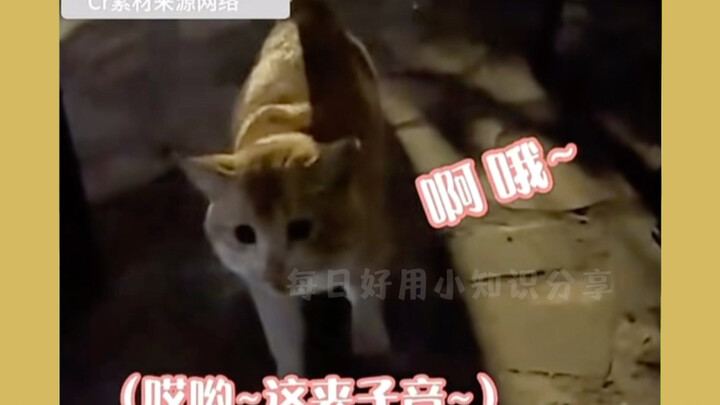 A little cat with an O-shaped mouth—so cute, so cute, so cute! #Healing #Cute #PositiveEnergy #Share