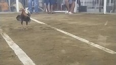 mestizo sabong (cockfighting)