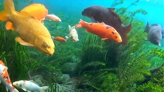 Thì ra nước sông ở đây trong vắt đến thế.