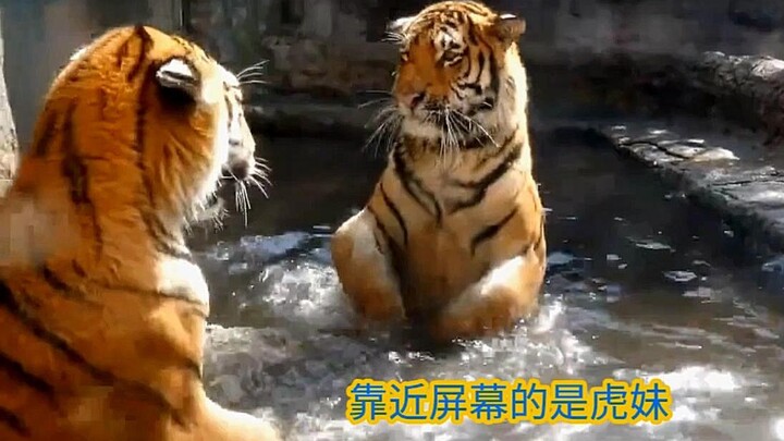 "Northeast Tiger Siblings: Was the ticket price worth it?"