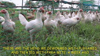 prepping breeder hens for the upcoming breeding (REPOST) using TOPCOCK products