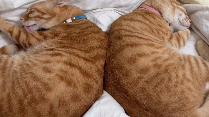 หนึ่งสาขาวิชา มีสุดยอดสองคน จะว่าอย่างไรดี