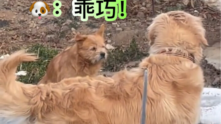 Dog: It’s you who’s been bullying my human, isn’t it!