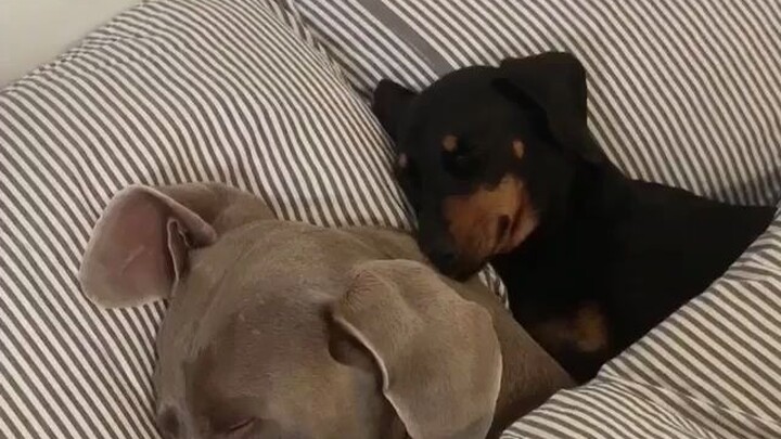 A Portuguese pet parent waits until the cat and dog are fast asleep, then sneaks to the fridge for a