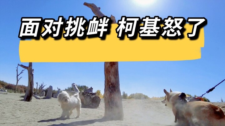 Ketika Corgi mendapat provokasi gila dari anjing-anjing lain, ia benar-benar murka!