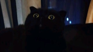 生生把自己变成2D的猫