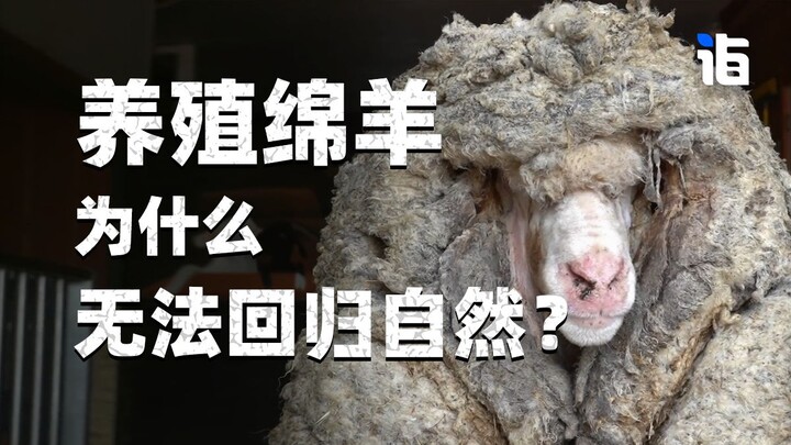 Tại sao việc chăn nuôi cừu lại không thể trở về với tự nhiên?