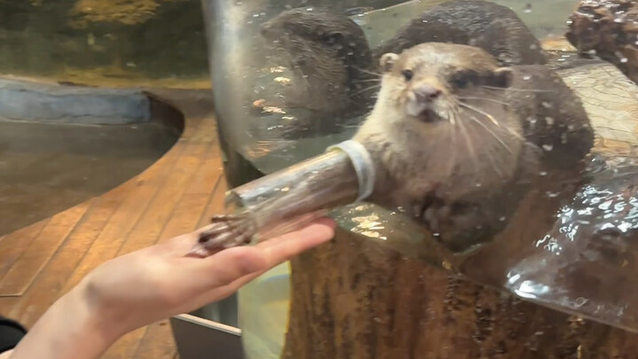 لا تفوِّت هذا الحديقة الحيوانية الداخلية في تشانغشا!