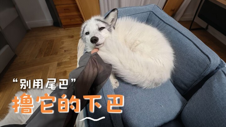 Đừng bao giờ dùng đuôi cáo để cù cằm nó nhé
