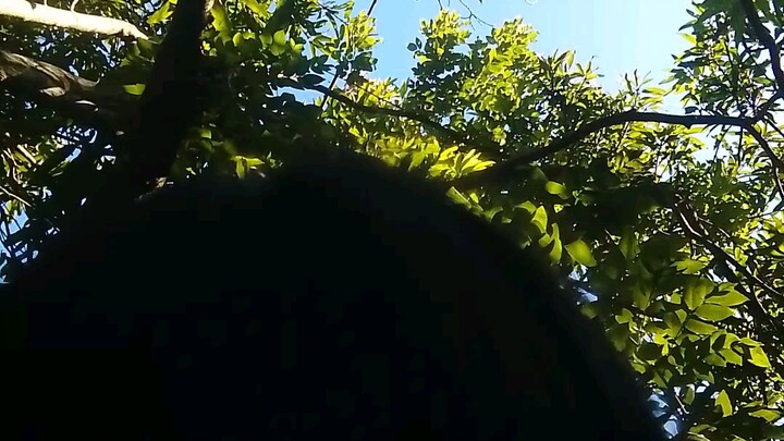 si jhanevie at ang kanyang  talent😆