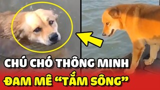 Chú chó lập tức nhảy xuống sông tắm sau khi chủ cho phép 😮 | Yêu Lu