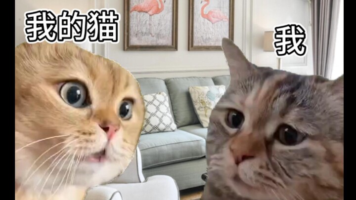 When you come home after petting other cats outside