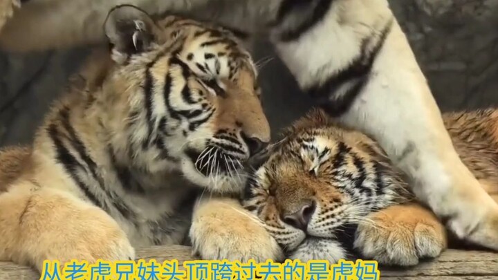The tiger siblings are cuddling~ The one stepping over their heads is their mom.