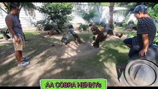 AA COBRA HENNYs