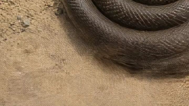 Snake bite