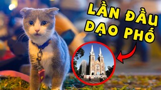 Lần đầu dắt các bé mèo đi dạo phố | The Happy Pets #35