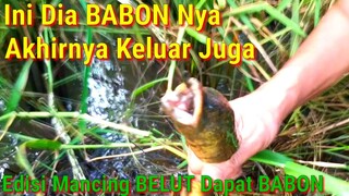 Mancing Belut Dapat Babon