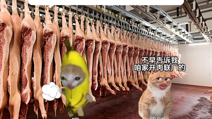 Linh miêu: Thực ra ngay ngày hôm sau tôi đã muốn quay lại rồi.