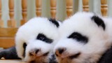 Pasang Headphone-mu! Suara Panda Makan Sangat Menghibur!