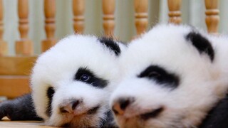 Listen to the Sound of Panda Eating and Lip Smacking