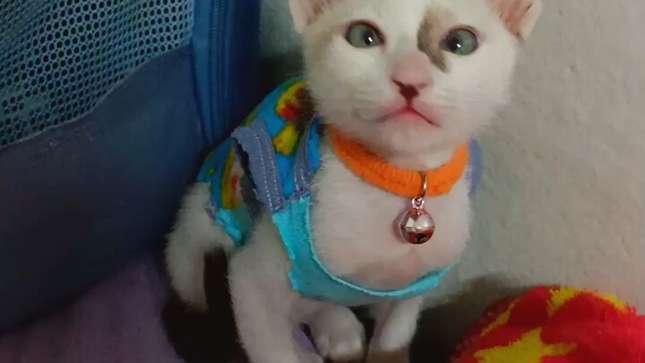 บักตาเหล่