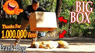 Big Box vs Real Dogs Prank Very Funny with Surprise Scared Reaction - Try Not To Laugh