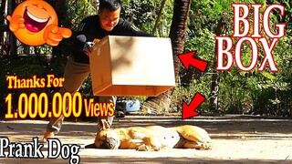 Big Box vs Real Dogs Prank Very Funny with Surprise Scared Reaction - Try Not To Laugh