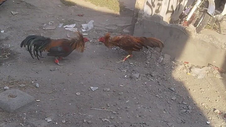 bilibili.tvSBR vs 1xwinner binabae gold