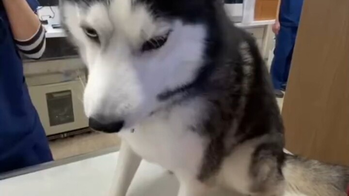 Doggies who are scared of shots～～ Such a pitiful, forlorn look～