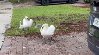 Every year, the mother swan brings her whole family to visit this household.