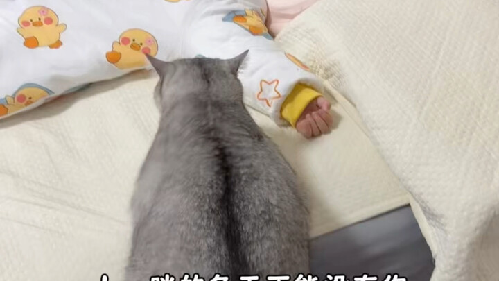 Người dọn phân, đừng ngăn được tôi đi tìm cún con!