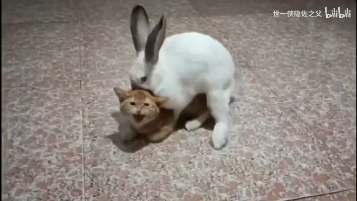 Mèo mỹ nhân dịu dàng