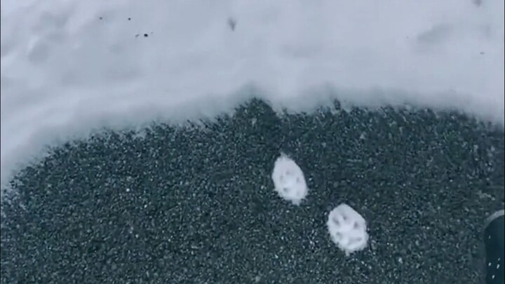 A black cat in a dark environment and a white cat in a snowy environment are the two hardest cats to