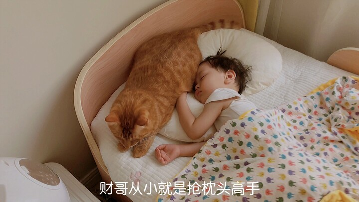 Momen Indah Gadis 2 Tahun Tidur Bersama Kucing dan Anjingnya