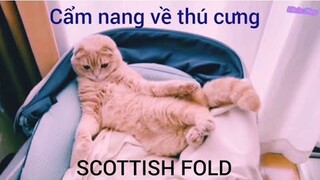 P9 Mèo tai cụp Scottish Fold | Cẩm nang thú cưng | Mèo dễ thương🐈