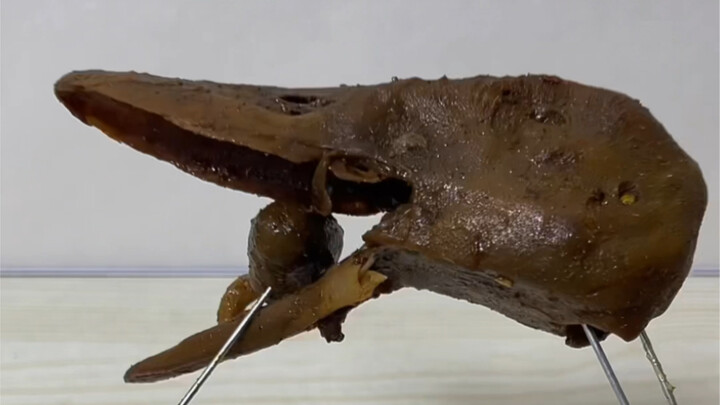 الموسيقى التي حفظتها لفترة طويلة أخيرًا وجدت فرصة للاستخدام!!