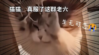 Ini... bahkan si penyimpang pun merasa ini benar-benar menyimpang 🤣